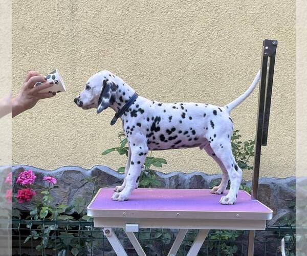 Medium Photo #1 Dalmatian Puppy For Sale in Iernut, Mures, Romainia