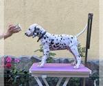 Puppy 2 Dalmatian