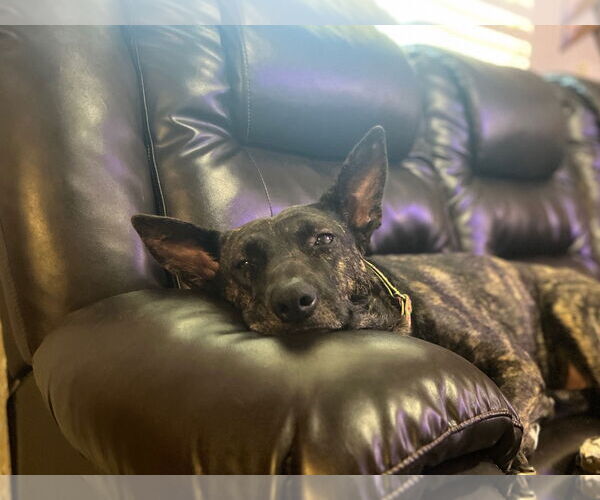 Medium Photo #7 Holland Shepherd-Unknown Mix Puppy For Sale in Sandy, UT, USA