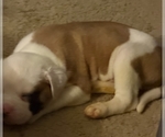 Small #8 American Bulldog