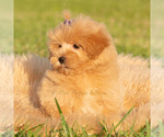 Small Photo #51 Maltipoo (Toy) Puppy For Sale in WARSAW, IN, USA
