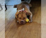 Small #5 Bullypit