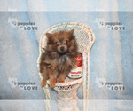 Small Photo #6 Pomeranian Puppy For Sale in SANGER, TX, USA