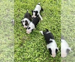 Small Photo #7 Boston Terrier Puppy For Sale in CONVERSE, TX, USA