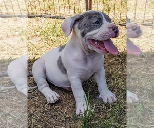 Medium American Bully