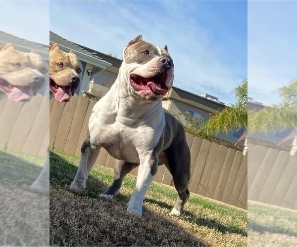 Medium Photo #1 American Bully Puppy For Sale in TEMECULA, CA, USA