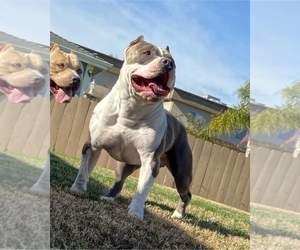Father of the American Bully puppies born on 03/31/2022
