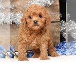 Small #10 Cavapoo