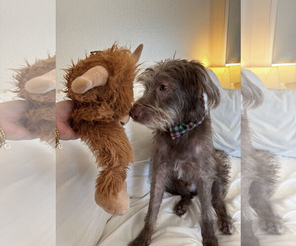 Medium Photo #4 German Wirehaired Pointer-Unknown Mix Puppy For Sale in Lake Elsinore, CA, USA