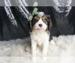 Small #2 Cavalier King Charles Spaniel
