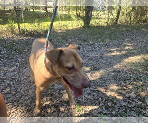 Patrick - Male Mutt Dog for Adoption - Photo #2