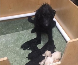 Mother of the Labradoodle puppies born on 08/02/2022