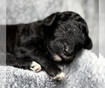 Small Photo #33 Goldendoodle Puppy For Sale in HOWARD CITY, MI, USA