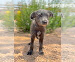 Small #4 Mutt