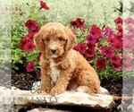 Small #2 Goldendoodle (Miniature)