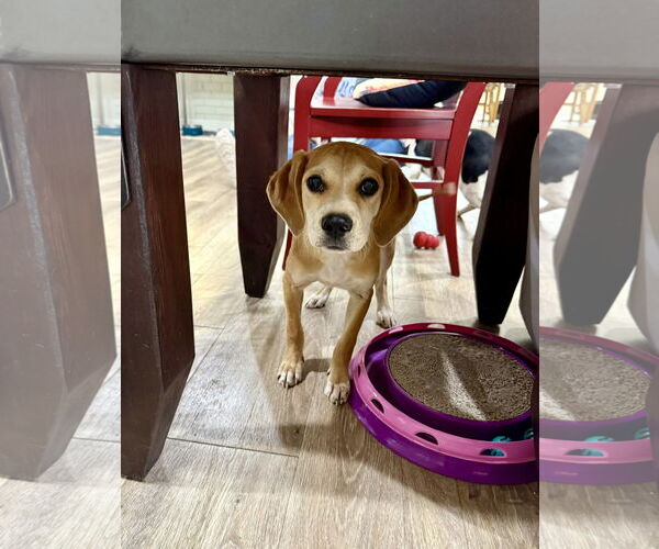 Medium Photo #3 American Foxhound-Unknown Mix Puppy For Sale in Texarkana, TX, USA