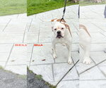 Small Photo #3 American Bulldog-Unknown Mix Puppy For Sale in Woodland Hills, CA, USA
