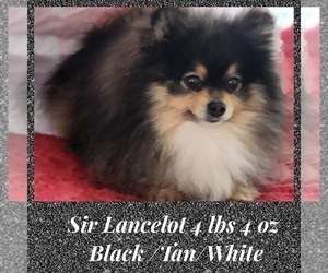 Father of the Pomeranian puppies born on 02/15/2023