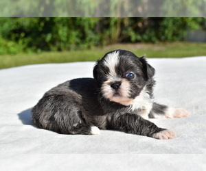 Shih Tzu Puppy for sale in PALM COAST, FL, USA
