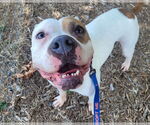 Small #4 American Pit Bull Terrier-Bulldog Mix