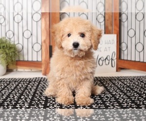 Poochon Puppy for sale in NAPLES, FL, USA