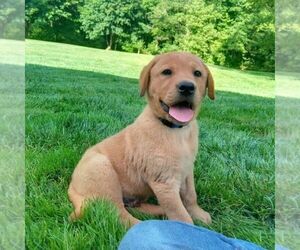 Labrador Retriever Puppy for sale in MANHEIM, PA, USA