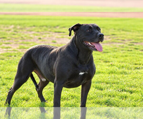 Medium Photo #14 American Staffordshire Terrier-Unknown Mix Puppy For Sale in Lake Forest, CA, USA