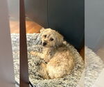 Small #1 Havanese