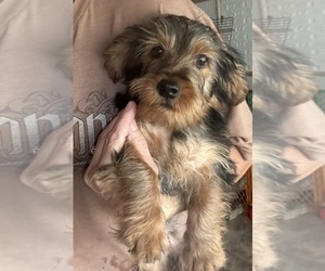 YorkiePoo Puppy for sale in VIRGINIA BEACH, VA, USA