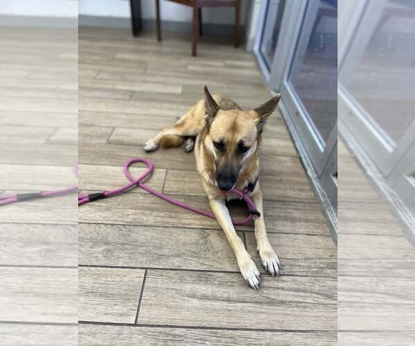 Medium Photo #2 German Shepherd Dog-Unknown Mix Puppy For Sale in Rowlett, TX, USA