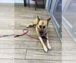 Small #1 German Shepherd Dog Mix