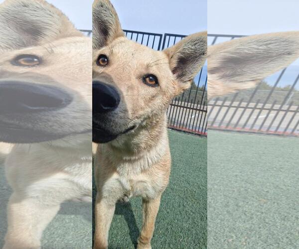 Medium Photo #5 Shiba Inu-Unknown Mix Puppy For Sale in Rockwall, TX, USA