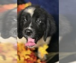 Small Photo #15 Newfoundland Puppy For Sale in AURORA, IN, USA