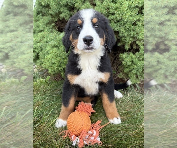 Medium Photo #3 Bernese Mountain Dog Puppy For Sale in MIDDLEBURY, IN, USA