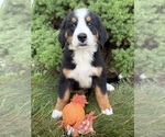 Small #2 Bernese Mountain Dog
