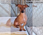Small #1 Chihuahua Mix