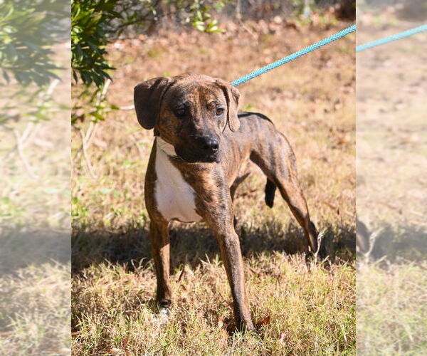 Medium Photo #5 Mutt Puppy For Sale in Glen Allen, VA, USA