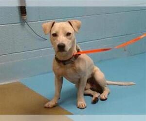 Chihuahua-Unknown Mix Dogs for adoption in Moreno Valley, CA, USA