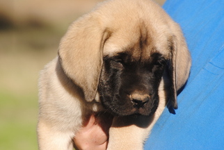 Mastiff Puppy for sale in OREGON HOUSE, CA, USA