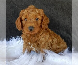 Goldendoodle Puppy for sale in FREDERICKSBURG, OH, USA