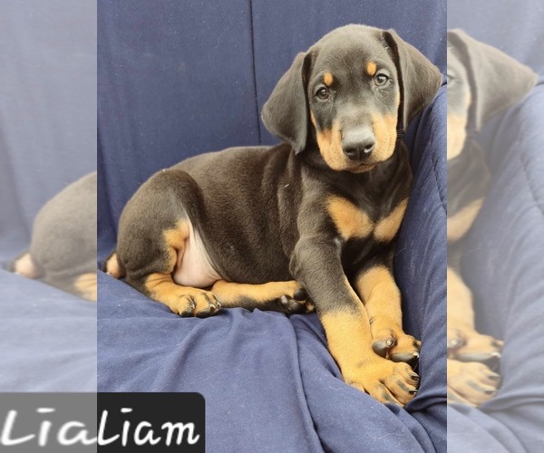 Medium Photo #3 Doberman Pinscher Puppy For Sale in POMEROY, OH, USA