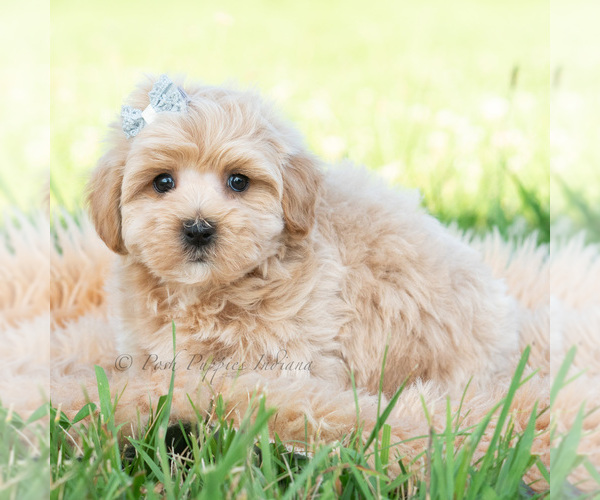 Medium Photo #4 Maltipoo (Toy) Puppy For Sale in WARSAW, IN, USA