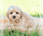 Small #3 Maltipoo (Toy)