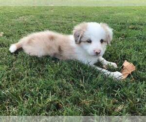 Border Collie Puppy for Sale in RIO VISTA, California USA