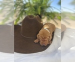Small Photo #11 Vizsla Puppy For Sale in AGUA DULCE, CA, USA