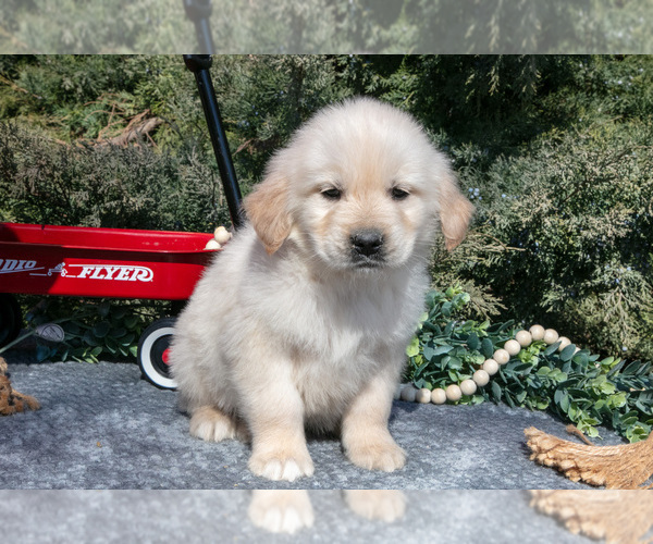 Medium Photo #2 English Cream Golden Retriever Puppy For Sale in ROCHESTER, IN, USA