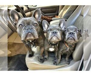 French Bulldog Puppy for sale in ATL, GA, USA