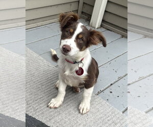 Australian Shepherd-Chihuahua Mix Dogs for adoption in Wakefield, RI, USA