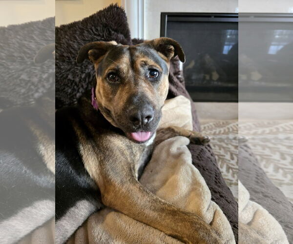 Medium Photo #14 Mutt Puppy For Sale in Mount Laurel, NJ, USA