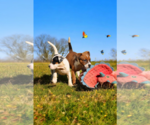 Small #18 Basenji-Rat Terrier Mix